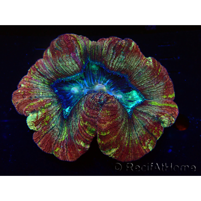 WYSIWYG - Trachyphyllia geoffroyi Ultra 7 (Skeleton 9 cm)