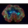 WYSIWYG - Trachyphyllia geoffroyi Ultra 7 (Skeleton 6 cm)