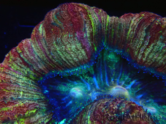 WYSIWYG - Trachyphyllia geoffroyi Ultra 7 (Skeleton 9 cm)