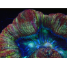WYSIWYG - Trachyphyllia geoffroyi Ultra 7 (Skeleton 6 cm)