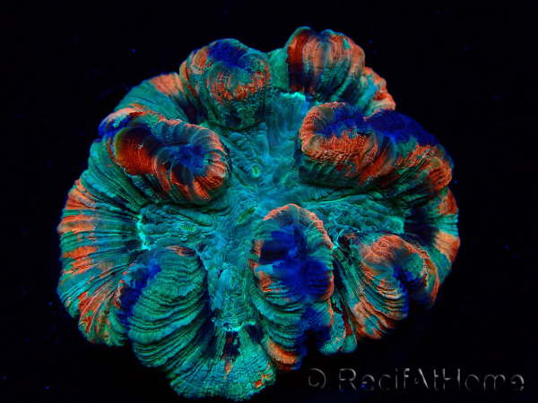 WYSIWYG - Trachyphyllia geoffroyi Ultra 8 (Skeleton 9 cm)