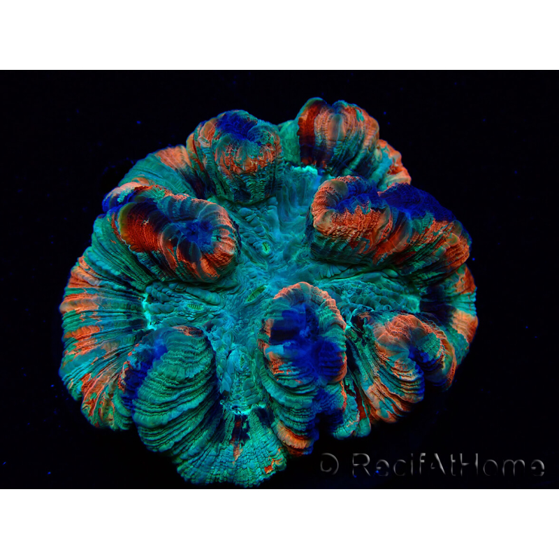 WYSIWYG - Trachyphyllia geoffroyi Ultra 8 (Skeleton 9 cm)
