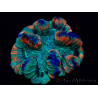 WYSIWYG - Trachyphyllia geoffroyi Ultra 8 (Skeleton 9 cm)