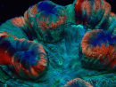 WYSIWYG - Trachyphyllia geoffroyi Ultra 8 (Skeleton 9 cm)