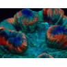 WYSIWYG - Trachyphyllia geoffroyi Ultra 8 (Skeleton 9 cm)