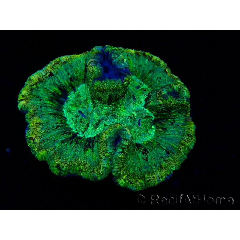 WYSIWYG - Trachyphyllia geoffroyi Ultra 9 (Esqueleto 7 cm/Abierto 12 cm)