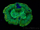 WYSIWYG - Trachyphyllia geoffroyi Ultra 9 (Skelett 7 cm/Geöffnet 12 cm)