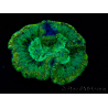 WYSIWYG - Trachyphyllia geoffroyi Ultra 9 (Esqueleto 7 cm/Abierto 12 cm)