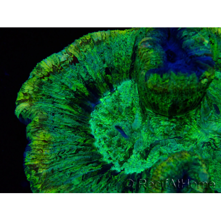 WYSIWYG - Trachyphyllia geoffroyi Ultra 9 (Skeleton 7 cm/Open 12 cm)