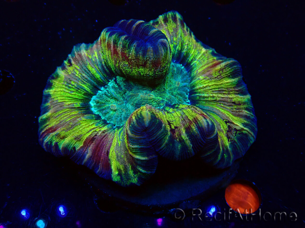 WYSIWYG - Trachyphyllia geoffroyi Ultra 10 (Skeleton 7 cm/Open 12 cm)