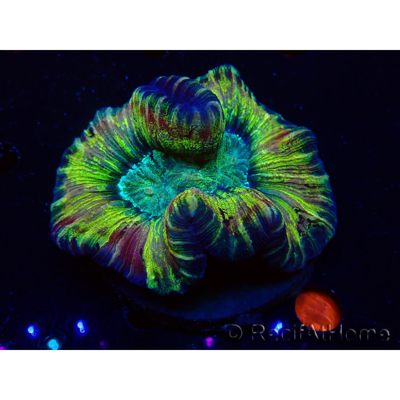 WYSIWYG - Trachyphyllia geoffroyi Ultra 10 (Skeleton 7 cm/Open 12 cm)