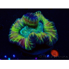WYSIWYG - Trachyphyllia geoffroyi Ultra 10 (Skeleton 7 cm/Open 12 cm)