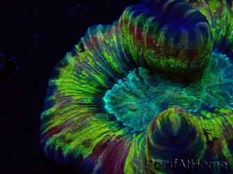 WYSIWYG - Trachyphyllia geoffroyi Ultra 10 (Skeleton 7 cm/Open 12 cm)