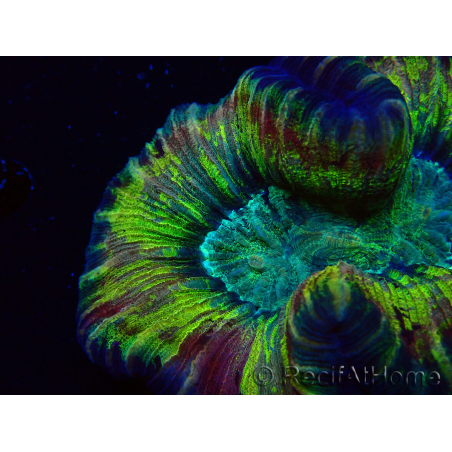 WYSIWYG - Trachyphyllia geoffroyi Ultra 10 (Skeleton 5 cm/Open 6 cm)