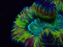 WYSIWYG - Trachyphyllia geoffroyi Ultra 10 (Skeleton 7 cm/Open 12 cm)
