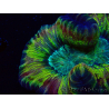 WYSIWYG - Trachyphyllia geoffroyi Ultra 10 (Skeleton 7 cm/Open 12 cm)