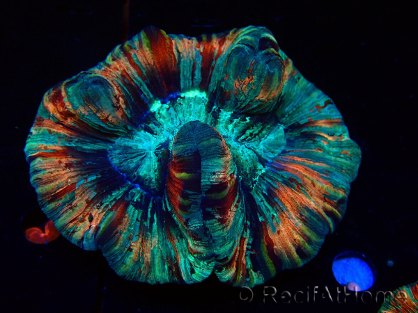 WYSIWYG - Trachyphyllia geoffroyi Ultra 11 (Skeleton 8 cm/Open 9 cm)