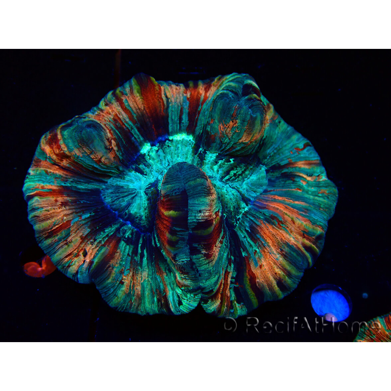 WYSIWYG - Trachyphyllia geoffroyi Ultra 11 (Skeleton 8 cm/Open 9 cm)