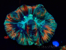 WYSIWYG - Trachyphyllia geoffroyi Ultra 11 (Skeleton 8 cm/Open 9 cm)