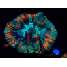 WYSIWYG - Trachyphyllia geoffroyi Ultra 11 (Skeleton 6 cm/Open 10 cm)