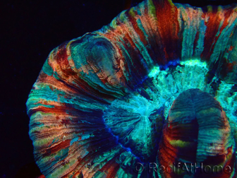 WYSIWYG - Trachyphyllia geoffroyi Ultra 11 (Skeleton 6 cm/Open 10 cm)