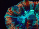 WYSIWYG - Trachyphyllia geoffroyi Ultra 11 (Skeleton 8 cm/Open 9 cm)