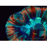 WYSIWYG - Trachyphyllia geoffroyi Ultra 11 (Skeleton 6 cm/Open 10 cm)
