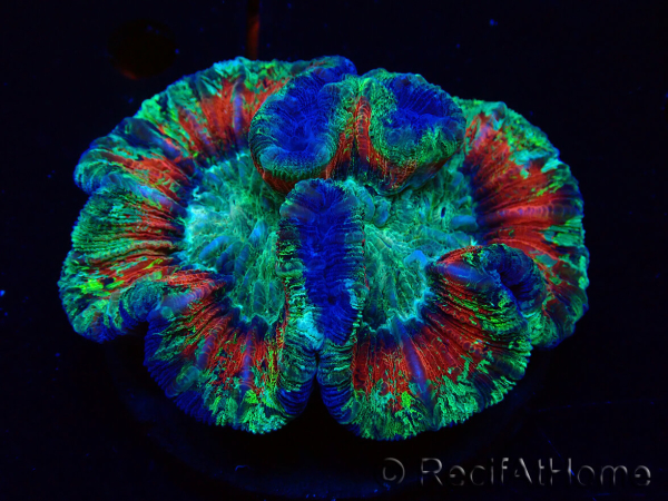 WYSIWYG - Trachyphyllia geoffroyi Ultra 12 (Skeleton 9.5 cm)