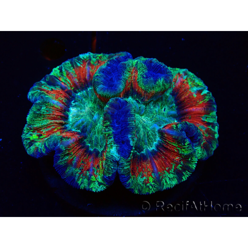 WYSIWYG - Trachyphyllia geoffroyi Ultra 12 (Skeleton 5 cm)