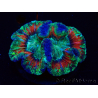 WYSIWYG - Trachyphyllia geoffroyi Ultra 12 (Skeleton 5 cm)