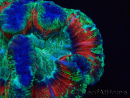 WYSIWYG - Trachyphyllia geoffroyi Ultra 12 (Skeleton 9.5 cm)