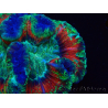 WYSIWYG - Trachyphyllia geoffroyi Ultra 12 (Skeleton 5 cm)