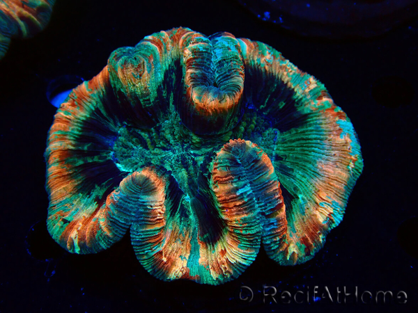 WYSIWYG - Trachyphyllia geoffroyi Ultra 13 (Skeleton 9 cm)