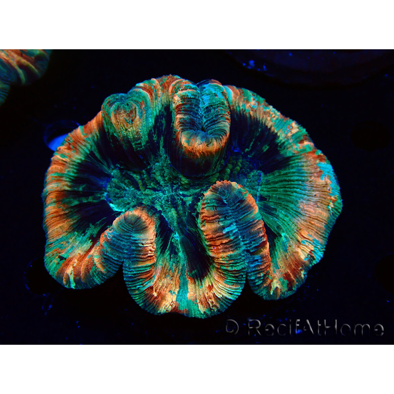 WYSIWYG - Trachyphyllia geoffroyi Ultra 13 (Skeleton 9 cm)