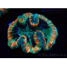 WYSIWYG - Trachyphyllia geoffroyi Ultra 13 (Skeleton 9 cm)