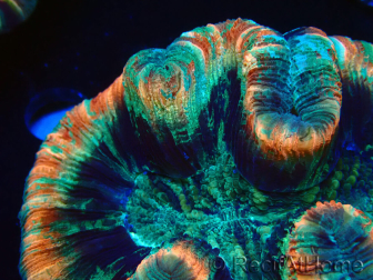 WYSIWYG - Trachyphyllia geoffroyi Ultra 13 (Skeleton 5 cm)