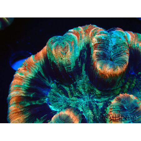WYSIWYG - Trachyphyllia geoffroyi Ultra 13 (Skeleton 9 cm)