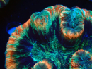 WYSIWYG - Trachyphyllia geoffroyi Ultra 13 (Skeleton 9 cm)
