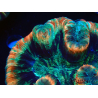WYSIWYG - Trachyphyllia geoffroyi Ultra 13 (Skeleton 9 cm)