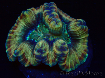 WYSIWYG - Trachyphyllia geoffroyi Ultra 14 (Skeleton 10 cm)
