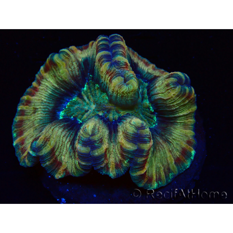 WYSIWYG - Trachyphyllia geoffroyi Ultra 14 (Skeleton 10 cm)