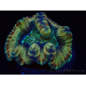 WYSIWYG - Trachyphyllia geoffroyi Ultra 14 (Skeleton 10 cm)
