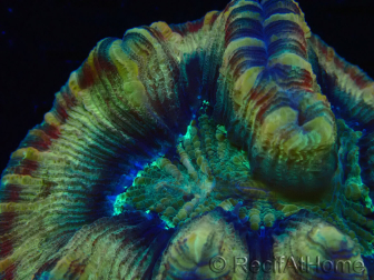 WYSIWYG - Trachyphyllia geoffroyi Ultra 14 (Skeleton 10 cm)