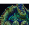 WYSIWYG - Trachyphyllia geoffroyi Ultra 14 (Skeleton 10 cm)