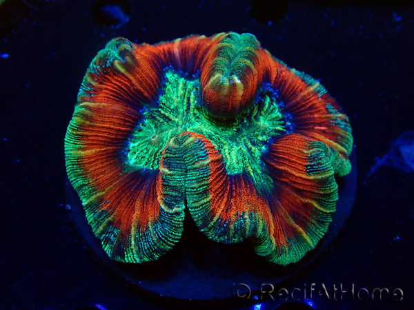 WYSIWYG - Trachyphyllia geoffroyi Ultra 15 (Skeleton 8 cm)