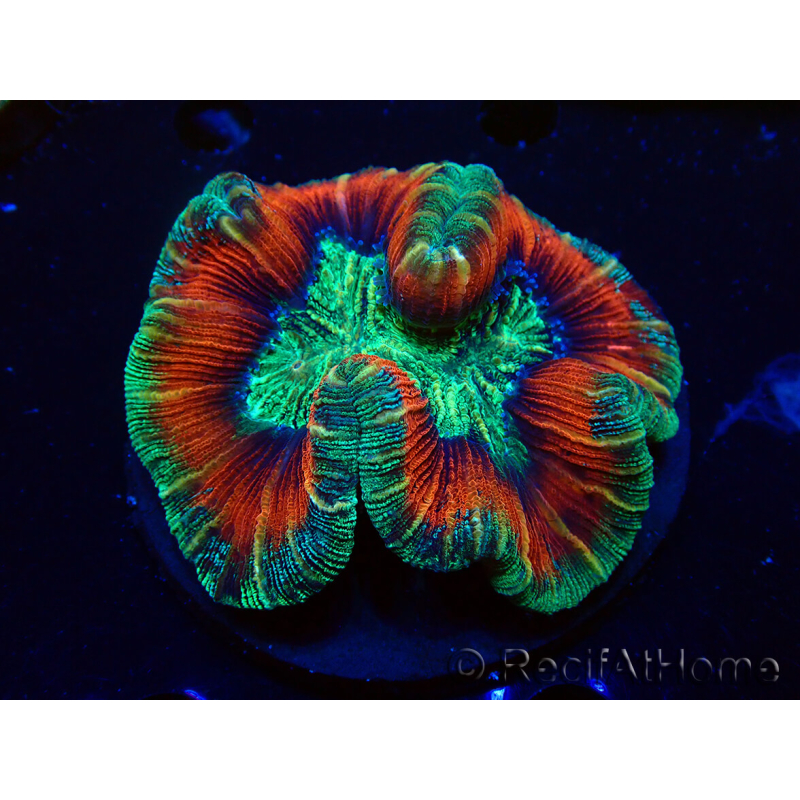 WYSIWYG - Trachyphyllia geoffroyi Ultra 15 (Skeleton 8 cm)