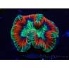 WYSIWYG - Trachyphyllia geoffroyi Ultra 15 (Skeleton 8 cm)