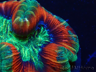 WYSIWYG - Trachyphyllia geoffroyi Ultra 15 (Skeleton 8 cm)