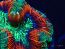 WYSIWYG - Trachyphyllia geoffroyi Ultra 15 (Skeleton 8 cm)
