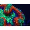 WYSIWYG - Trachyphyllia geoffroyi Ultra 15 (Skeleton 8 cm)